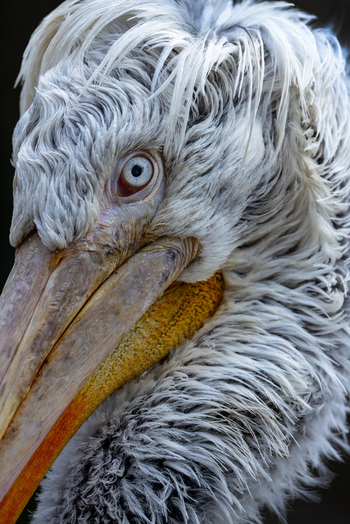 View of a Dalmatian pelican showing detailed white curly feathers and a large beak in a close up portrait Mulhouse Grand Est France.
