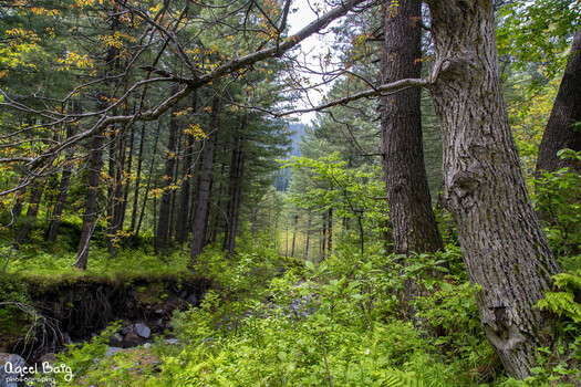 Pakistan 29 May 2023 View of a lush green forest with tall pine trees and a rocky stream bed under a dense canopy.