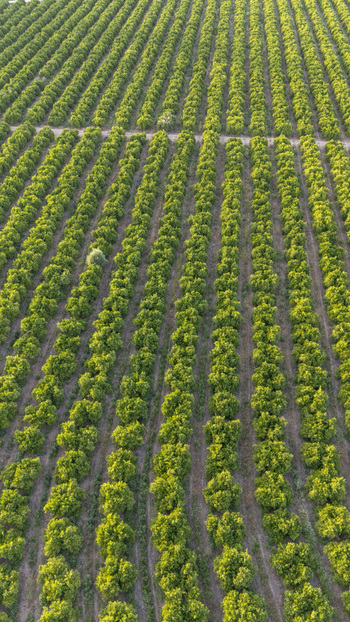 Aerial view of neatly aligned rows of citrus trees in a lush orchard with green foliage and brown soil paths under soft daylight in Coria del Rio Andalusia Spain. Aerial view of neatly aligned rows of citrus trees in a lush orchard with green foliage and brown soil paths under soft daylight in Coria del Rio Andalusia Spain.