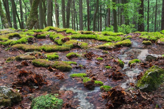 View of Pancierovske travertines with water flowing over mossy rocks and autumn leaves in a lush forest Banska Bystrica Banskobystricky kraj Slovakia. View of Pancierovske travertines with water flowing over mossy rocks and autumn leaves in a lush forest Banska Bystrica Banskobystricky kraj Slovakia.