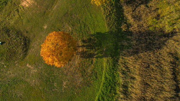 Aerial view of a single vibrant yellow autumn tree standing in a green field next to a patch of dry grass casting a long shadow in the afternoon light LATVIA. Aerial view of a single vibrant yellow autumn tree standing in a green field next to a patch of dry grass casting a long shadow in the afternoon light LATVIA.