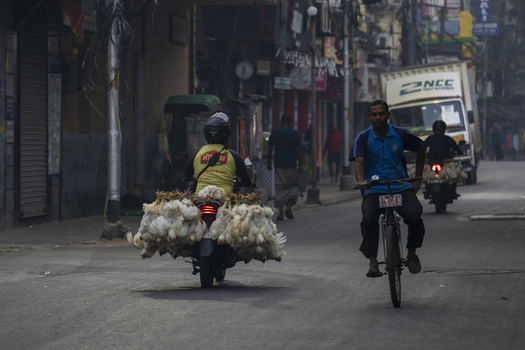 Kolkata India 06 December 2024 View of a motorcycle laden with chickens a cyclist and other vehicles navigating a bustling street alive with the energy of daily commerce. Kolkata India 06 December 2024 View of a motorcycle laden with chickens a cyclist and other vehicles navigating a bustling street alive with the energy of daily commerce.