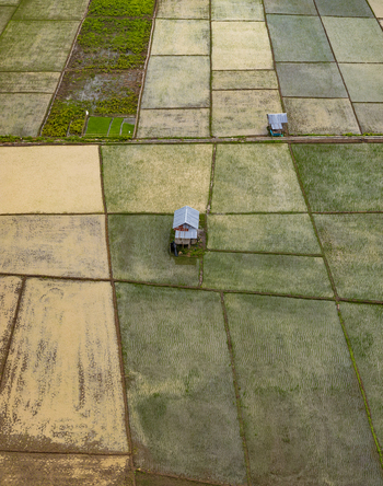 Aerial view of rice paddies in Sumbawa featuring small wooden huts surrounded by lush green and golden agricultural fields in West Nusa Tenggara Indonesia. Aerial view of rice paddies in Sumbawa featuring small wooden huts surrounded by lush green and golden agricultural fields in West Nusa Tenggara Indonesia.