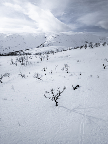 Aerial view of sparse leafless trees scattered across a vast snow covered mountain landscape under a cloudy sky in Kvaloya Troms Norway. Aerial view of sparse leafless trees scattered across a vast snow covered mountain landscape under a cloudy sky in Kvaloya Troms Norway.