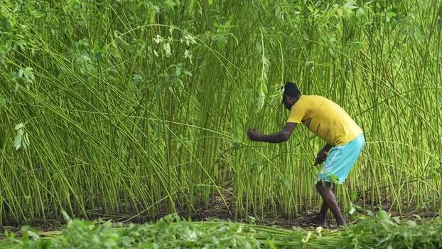 View of a man harvesting jute in a field Bangladesh.