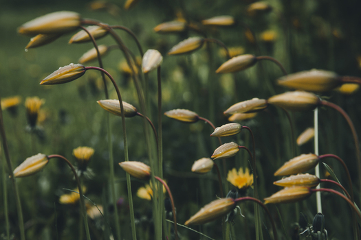 View of yellow flower buds with water droplets on green stems in a meadow in Vormsi Laane County Estonia. View of yellow flower buds with water droplets on green stems in a meadow in Vormsi Laane County Estonia.