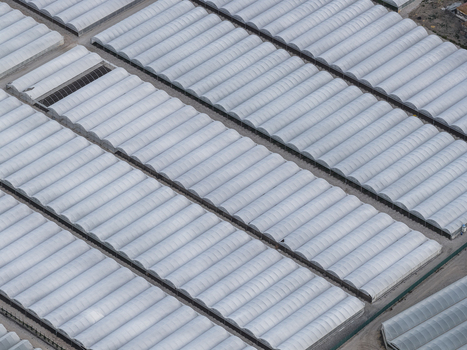 Aerial view of numerous white plastic greenhouses arranged in parallel rows across an agricultural field in Paestum Campania Italy.