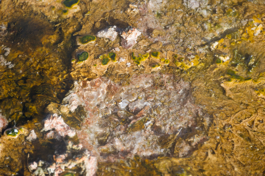 View of the colorful mineral deposits and microbial mats in a geothermal hot spring at Yellowstone National Park Wyoming United States. View of the colorful mineral deposits and microbial mats in a geothermal hot spring at Yellowstone National Park Wyoming United States.