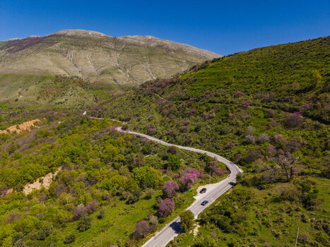 Aerial view of a winding road through the mountainous Muzine Pass featuring green hills pink flowering trees and vehicles on the asphalt path in Muzina Qarku i Vlores Albania. Aerial view of a winding road through the mountainous Muzine Pass featuring green hills pink flowering trees and vehicles on the asphalt path in Muzina Qarku i Vlores Albania.