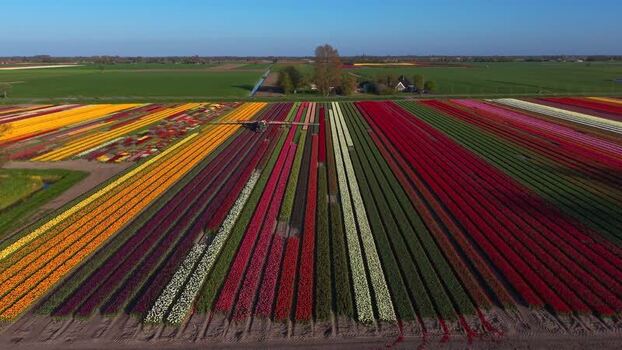 Aerial view of vibrant tulip fields and a tractor Netherlands.