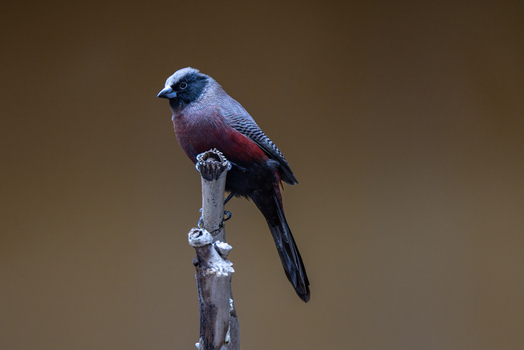 View of a black faced waxbill perched on a dry branch against a blurred brown background in Mulhouse Grand Est France.
