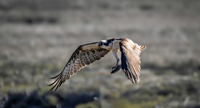 View of an osprey in flight carrying a fish in its talons over the marshlands of Edwin B. Forsythe National Wildlife Refuge in Galloway New Jersey United States. View of an osprey in flight carrying a fish in its talons over the marshlands of Edwin B. Forsythe National Wildlife Refuge in Galloway New Jersey United States.