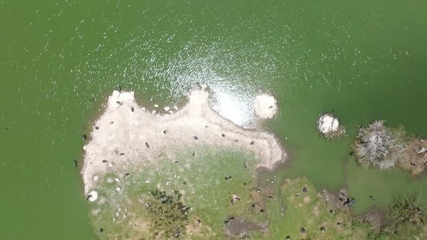 Aerial view of birds on a lake shore in Ruiru Kenya. Aerial view of birds on a lake shore in Ruiru Kenya.