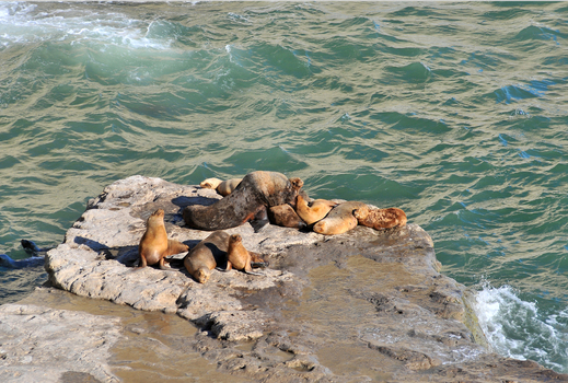 View of South American sea lions resting on a rocky outcrop surrounded by the turquoise waters of the Atlantic Ocean at Puerto Piramides in Puerto Madryn Chubut Argentina. View of South American sea lions resting on a rocky outcrop surrounded by the turquoise waters of the Atlantic Ocean at Puerto Piramides in Puerto Madryn Chubut Argentina.