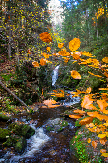 View of the Ravennaschlucht waterfall surrounded by vibrant autumn foliage and mossy rocks in a dense forest in Breitnau Baden Wurttemberg Germany. View of the Ravennaschlucht waterfall surrounded by vibrant autumn foliage and mossy rocks in a dense forest in Breitnau Baden Wurttemberg Germany.