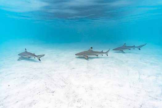 View of three blacktip reef sharks swimming over a bright sandy seabed in clear turquoise water in Moorea Maiao Windward Islands French Polynesia.