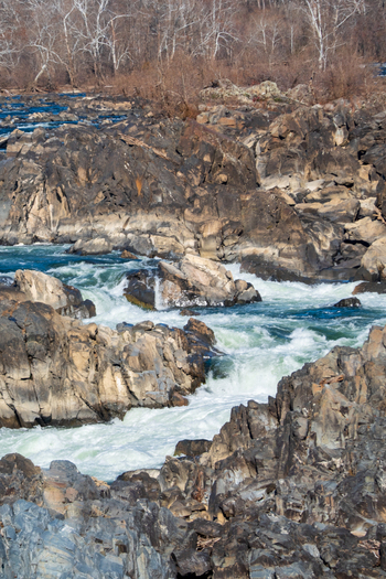 AAB_A456117 AAB_A456117