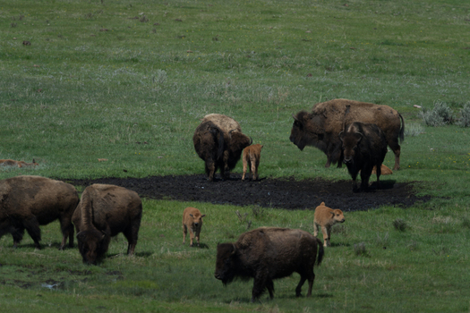 View of a herd of American bison with calves grazing in a grassy field in Yellowstone National Park Wyoming United States. View of a herd of American bison with calves grazing in a grassy field in Yellowstone National Park Wyoming United States.