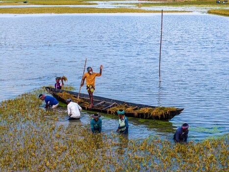 Kishoreganj Bangladesh March 05 2026 Flood affected farmers harvest half submerged Boro paddy in waist deep water racing to save crops as rising haor waters threaten total loss. Kishoreganj Bangladesh March 05 2026 Flood affected farmers harvest half submerged Boro paddy in waist deep water racing to save crops as rising haor waters threaten total loss.