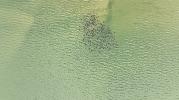 Aerial view of a school of fish in shallow water Bangladesh. Aerial view of a school of fish in shallow water Bangladesh.