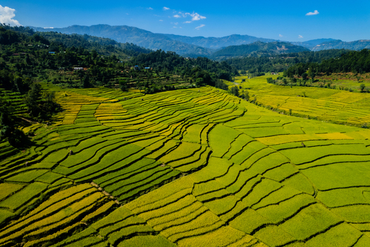 Aerial view of vibrant green and golden terraced rice fields carved into the rolling hills of the countryside under a clear blue sky in Nepal.