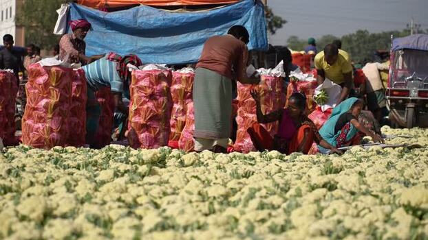 View of workers sorting cauliflower at a market Bangladesh. View of workers sorting cauliflower at a market Bangladesh.