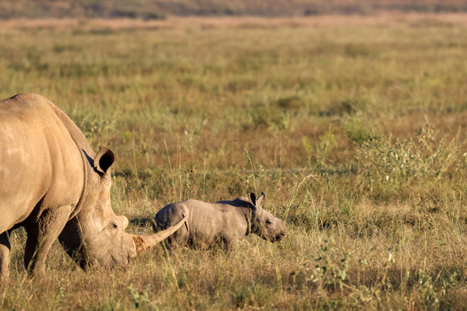 View of a white rhinoceros and its young calf grazing in the golden savanna of Welgevonden Game Reserve Waterberg District Municipality Limpopo South Africa.