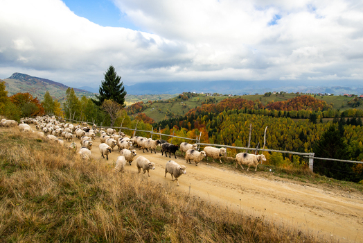 View of a large flock of sheep walking along a dirt road in a mountainous landscape with colorful autumn trees in Alba Iulia Alba County Romania. View of a large flock of sheep walking along a dirt road in a mountainous landscape with colorful autumn trees in Alba Iulia Alba County Romania.