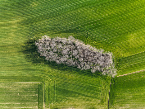 Aerial view of a small cluster of bare trees standing in the middle of a vibrant green agricultural field with visible tractor tracks Rivalta di Torino Piedmont Italy. Aerial view of a small cluster of bare trees standing in the middle of a vibrant green agricultural field with visible tractor tracks Rivalta di Torino Piedmont Italy.