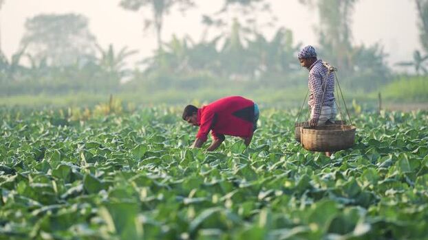 View of farmers harvesting crops in a field in Bogura Bangladesh. View of farmers harvesting crops in a field in Bogura Bangladesh.