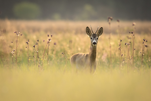 View of a roe deer standing in a meadow during golden hour with tall grass and wildflowers in the background in Debrzno Pomeranian Voivodeship Poland. View of a roe deer standing in a meadow during golden hour with tall grass and wildflowers in the background in Debrzno Pomeranian Voivodeship Poland.