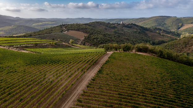 Aerial view of lush green vineyards stretching across rolling hills with a dirt path and dense forests under a soft sky Greve in Chianti Tuscany Italy. Aerial view of lush green vineyards stretching across rolling hills with a dirt path and dense forests under a soft sky Greve in Chianti Tuscany Italy.
