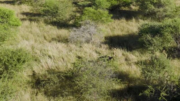 Aerial view of an ostrich in the savanna South Africa.