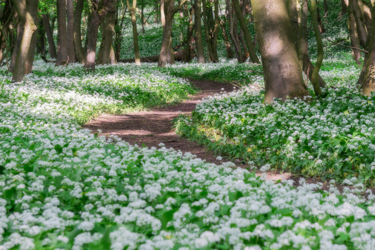 View of a winding forest path through blooming wild garlic flowers and lush green trees in Hrudky Plavecky Peter Trnavsky kraj Slovakia. View of a winding forest path through blooming wild garlic flowers and lush green trees in Hrudky Plavecky Peter Trnavsky kraj Slovakia.