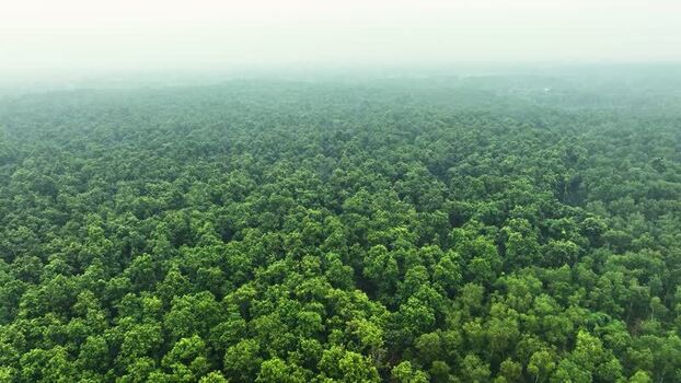 Aerial view of dense green forest canopy in Madhupur Bangladesh. Aerial view of dense green forest canopy in Madhupur Bangladesh.