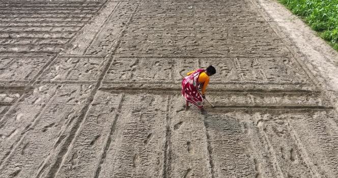 Aerial view of woman farming Bangladesh. Aerial view of woman farming Bangladesh.