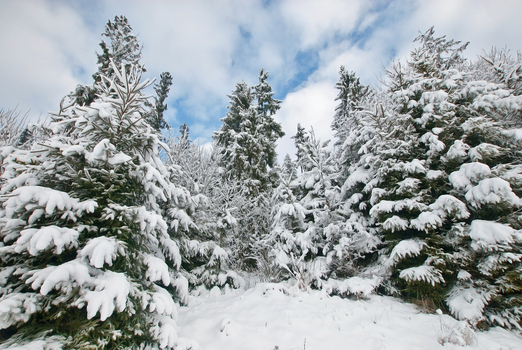 View of snow covered evergreen trees in a winter forest under a blue sky with soft white clouds near Morskie Oko in the Tatra Mountains Tatra County Lesser Poland Poland. View of snow covered evergreen trees in a winter forest under a blue sky with soft white clouds near Morskie Oko in the Tatra Mountains Tatra County Lesser Poland Poland.