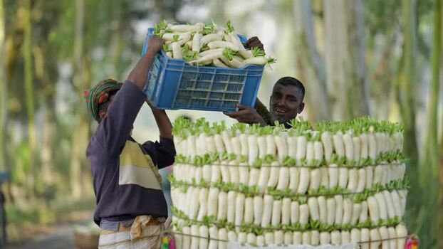 View of men stacking white radishes in a rural area Bangladesh. View of men stacking white radishes in a rural area Bangladesh.