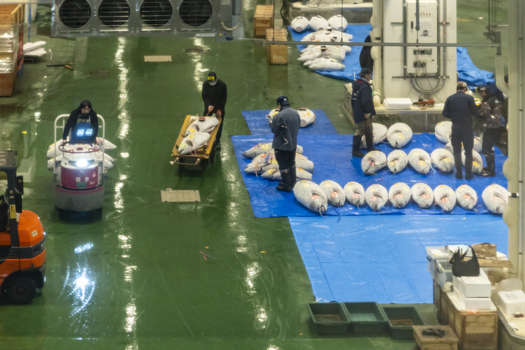 Koto City Japan 25 January 2026 View of workers inspecting large frozen tuna laid out on blue tarps at the Toyosu Market during a morning auction in Koto City Tokyo Japan. Koto City Japan 25 January 2026 View of workers inspecting large frozen tuna laid out on blue tarps at the Toyosu Market during a morning auction in Koto City Tokyo Japan.