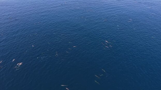 Aerial view of a pod of dolphins in the deep blue ocean Maldives Aerial view of a pod of dolphins in the deep blue ocean Maldives