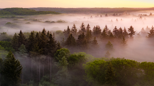 Aerial view of Venekotensee surrounded by dense forest and thick morning mist under a soft golden sky in Niederkruchten Nordrhein Westfalen Germany. Aerial view of Venekotensee surrounded by dense forest and thick morning mist under a soft golden sky in Niederkruchten Nordrhein Westfalen Germany.