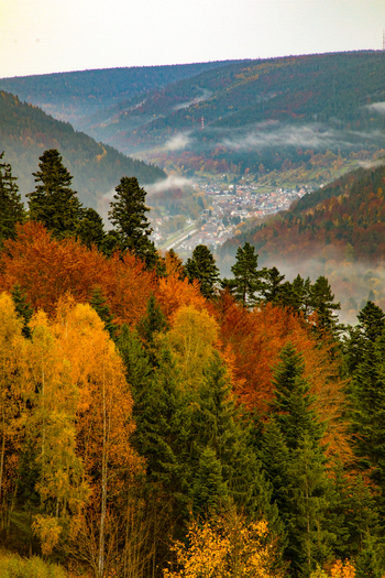 View of the Black Forest with vibrant autumn foliage and a misty valley overlooking a small town in Offenburg Baden Wurttemberg Germany. View of the Black Forest with vibrant autumn foliage and a misty valley overlooking a small town in Offenburg Baden Wurttemberg Germany.