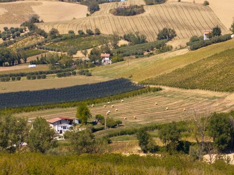 Aerial view of rolling hills featuring vineyards olive groves farmhouses and hay bales in Ortezzano Marche Italy. Aerial view of rolling hills featuring vineyards olive groves farmhouses and hay bales in Ortezzano Marche Italy.