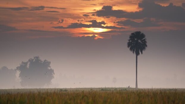 View of a palm tree in a misty field at sunset Bangladesh.