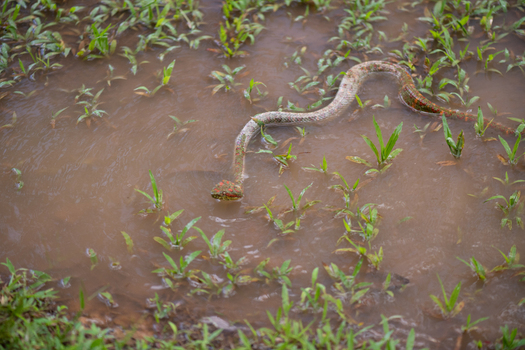 View of a snake swimming through a shallow muddy pool of water surrounded by green grass in Costa Rica.