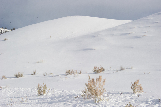 View of snow covered rolling hills and sparse shrubs in the winter landscape of Yellowstone National Park United States.