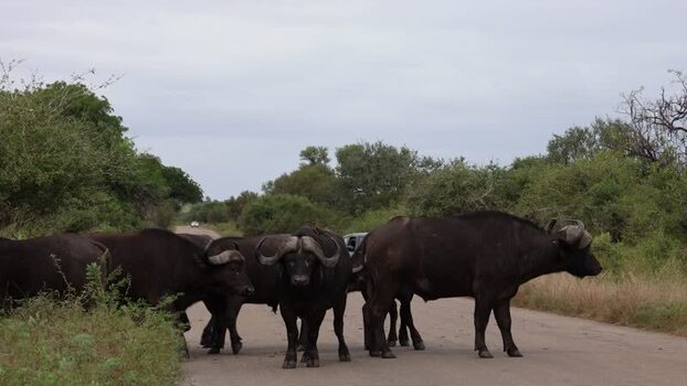 View of Cape buffalo crossing a road in Kruger Park South Africa.