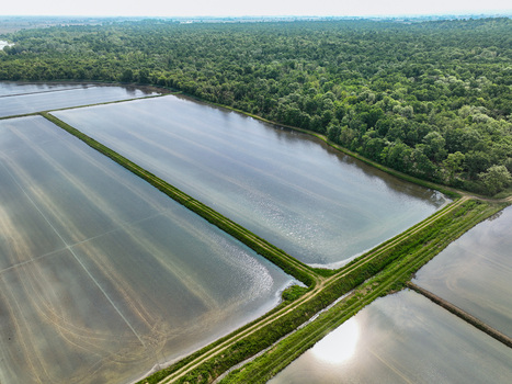 Aerial view of flooded rice fields bordering the dense green forest of Parco Naturale del Bosco delle Sorti della Partecipanza under a bright sky Trino Piemonte Italy. Aerial view of flooded rice fields bordering the dense green forest of Parco Naturale del Bosco delle Sorti della Partecipanza under a bright sky Trino Piemonte Italy.