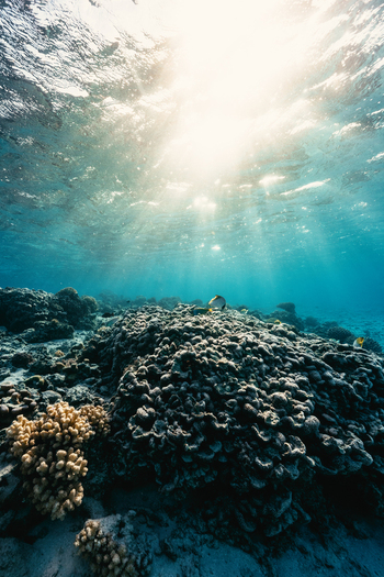 View of a vibrant coral reef with sunlight filtering through the clear blue water in Rarotonga Cook Islands. View of a vibrant coral reef with sunlight filtering through the clear blue water in Rarotonga Cook Islands.