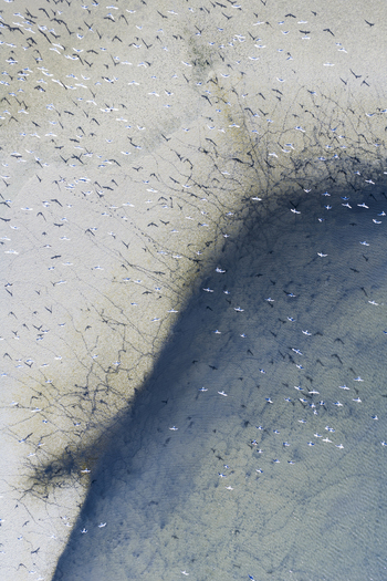 Aerial view of flocks of birds scattered on the sand next to the water s edge creating a mesmerizing contrast of light and shadow San Pedro del Pinatar Region of Murcia Spain. Aerial view of flocks of birds scattered on the sand next to the water s edge creating a mesmerizing contrast of light and shadow San Pedro del Pinatar Region of Murcia Spain.